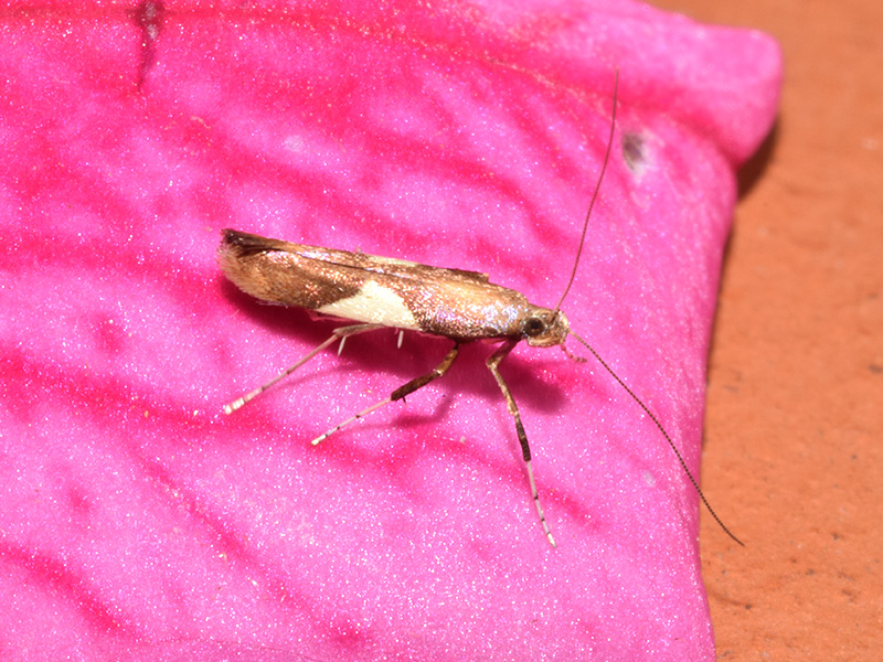 Caloptilia stigmatella -  Gracillariidae: larva, pupa, adulto